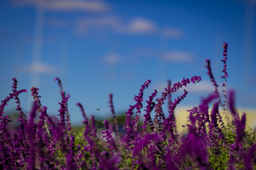 Campos de lavanda