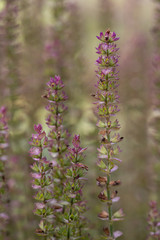 small pink flowers grew on thin branches in the garden