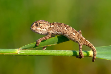 Macro shots, Beautiful nature scene baby green chameleon 