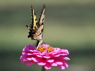 butterfly on pink flower