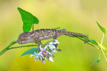 Macro shots, Beautiful nature scene baby green chameleon 