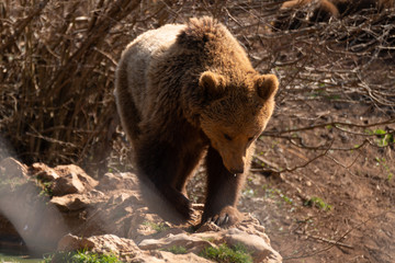 Brown Bear Croatia Forest 