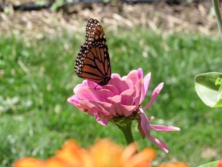 butterfly on a flower