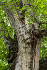 Obraz premium rough, leaves, green, foliage, bark, trees, environment, wood, natural, outdoor, old, forest, tree, nature