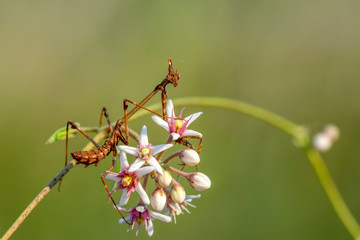 Close up of pair of Beautiful European mantis ( Mantis religiosa )