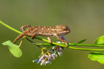 Macro shots, Beautiful nature scene baby green chameleon 