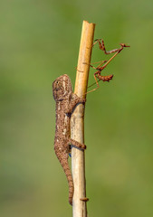 Macro shots, Beautiful nature scene green chameleon  and  mantis