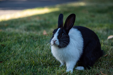 close up portrait of a cute black rabbit with white fur on the upper body and forehead sitting on the grass field under the shade