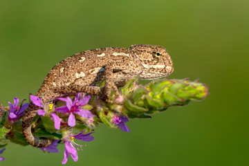 Obraz premium Macro shots, Beautiful nature scene baby green chameleon 