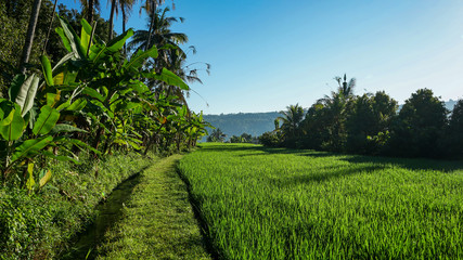 Obraz premium rice field in the morning