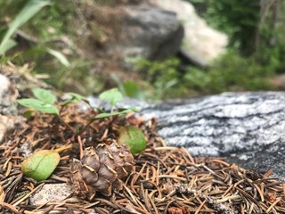 pine cone and forest floor closeup, nature background with room for text