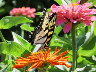Butterfly in a Zinnia Flower Garden 