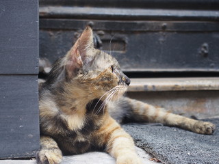 A cat I met on the street, Delhi, North India, India