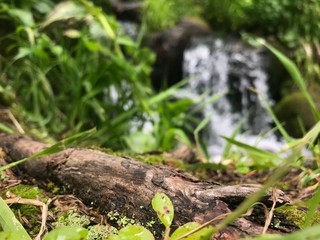 closeup of log and forest floor with waterfall blurred in background, nature background with room for product or text