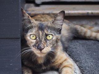 A cat I met on the street, Delhi, North India, India