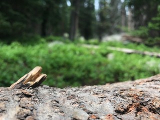 tree trunk in forest with blurred background, nature background with room for text or product
