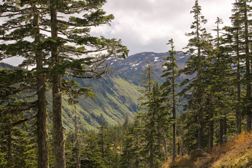 Peak through the Trees