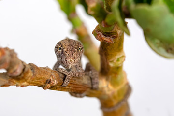 Fototapeta na wymiar Macro shots, Beautiful nature scene baby green chameleon 