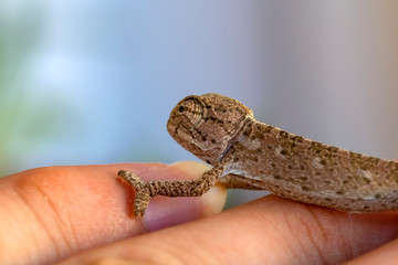 Beautiful Green chameleon   Closeup at your fingertips in a summer garden