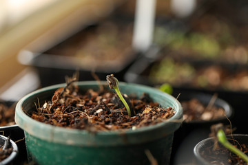 Sunflower plants emerging from seeds in small plastic pots. Macro plant image.