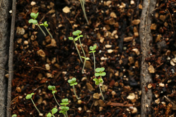 Small seedlings emerging from potting mix with delicate green leaves