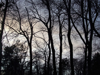 Obraz na płótnie Canvas The dark woods, Sleepy Hollow, New York.