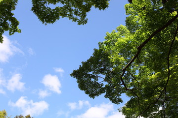 新緑と青空