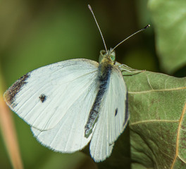 butterfly on leaf