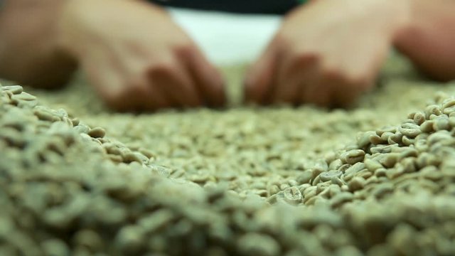 A woman picking bad quality beans of green coffee, as a preparation for export process