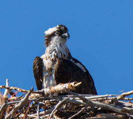 osprey on nest