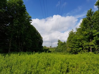 Árboles y Nubes
