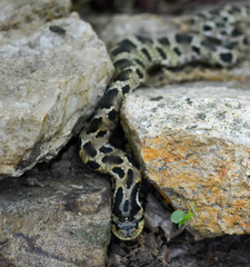 snake on the rocks