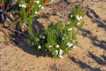 Camarina (Corema album) shrub endemic to atlantic coast of Iberian Peninsula, Europe