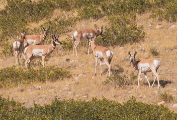 antelope in the wild