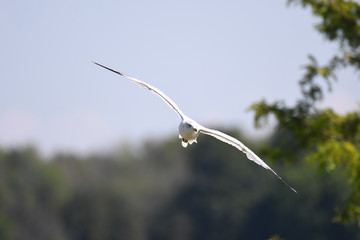 Fototapeta na wymiar Ring-billed Gull in flight