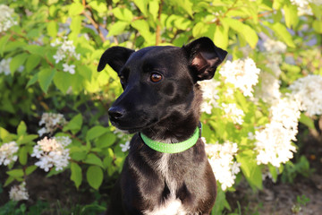 little cute black dog walking in the summer park