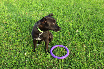 little cute black dog walking in the summer park