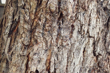 tree bark texture