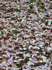 A magnolia carpet of blooms, in upstate NY.