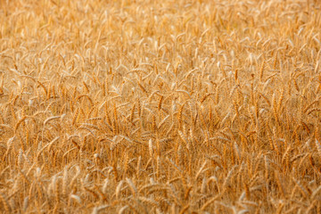  ripe golden wheat or barley in nature background at sunset