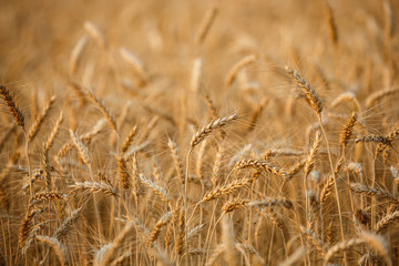  ripe golden wheat or barley in nature background at sunset