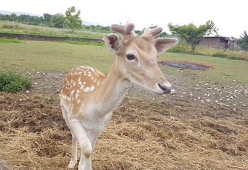 deer young standing in a meadow