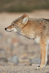 Obraz premium Profile of a wild coyote in the desert in Death Valley, California.