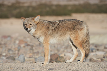 Lone wild coyote in the desert in Death Valley, California.