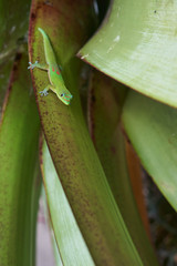 Closeup of a gold dust day gecko (Phelsuma laticauda) on the leaf in a tropical rainforest on the Big Island of Hawaii.