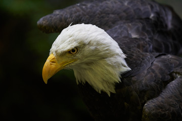 Close up of a bald eagle (Haliaeetus leucocephalus).