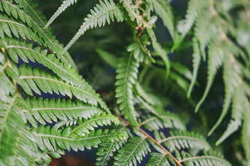 green fern leaves