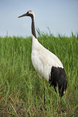 Closeup of a red-crowned crane (also known as Manchurian crane or Japanese crane) foraging in a wetland reserve in Heilongjiang, northeastern China.