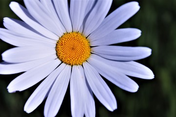 white daisy flower