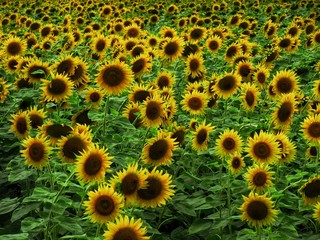 field of sunflowers on a sunny day